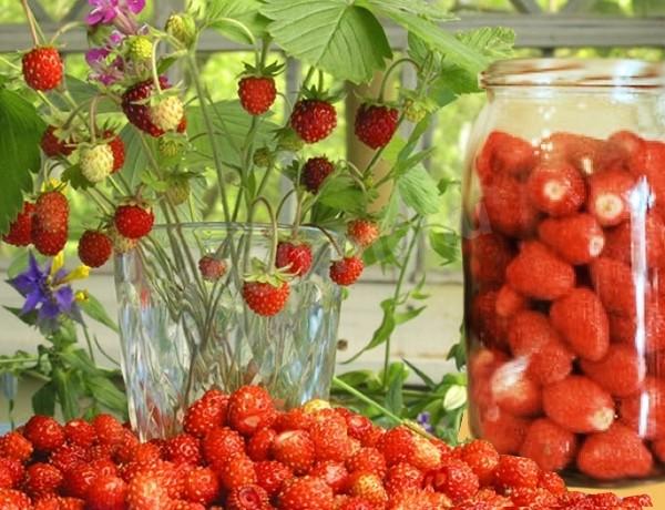 Compote of wild strawberries for winter