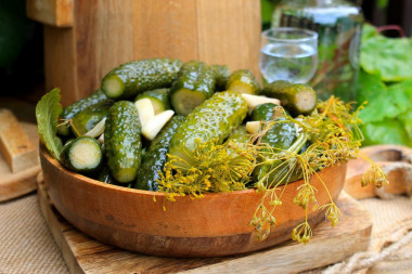 Pickling cucumbers in a barrel for winter in a cold way