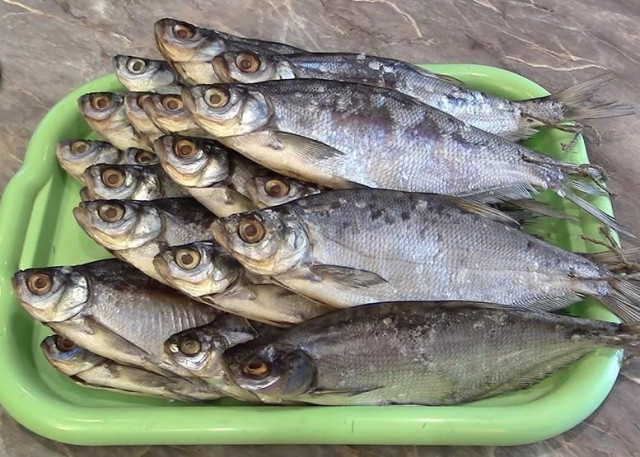 Dry salting of fish for winter