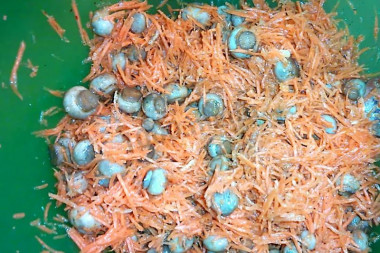 Salad with mushrooms, carrots, vinegar, sugar