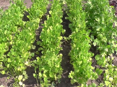 Dried cilantro for winter