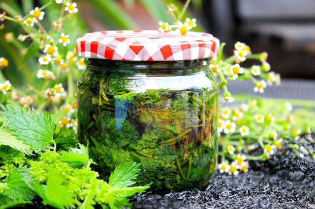 Nettles for winter soup