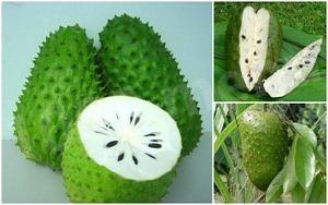 Tea with soursop