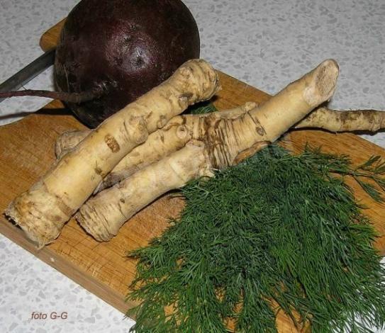 Horseradish preparation for winter