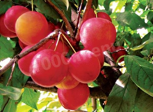 Cherry plum for compote