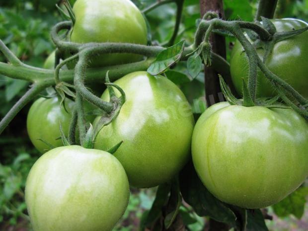 Green tomato jam